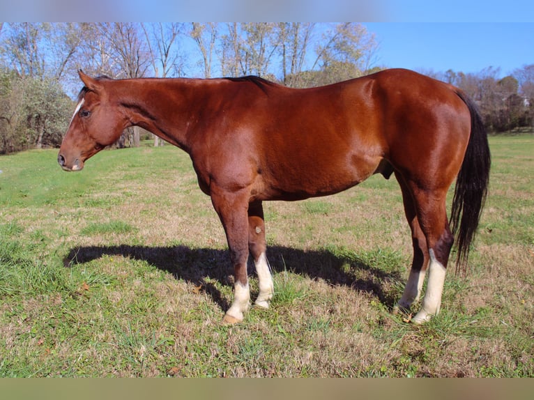 American Quarter Horse Wallach 10 Jahre 160 cm Rotbrauner in Flemingsburg KY