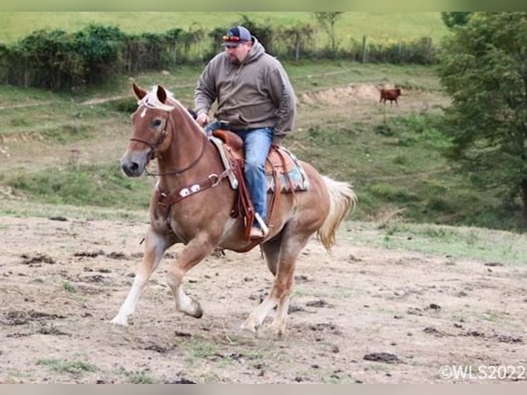 American Quarter Horse Wallach 10 Jahre 160 cm Rotfuchs in Brookesville KY