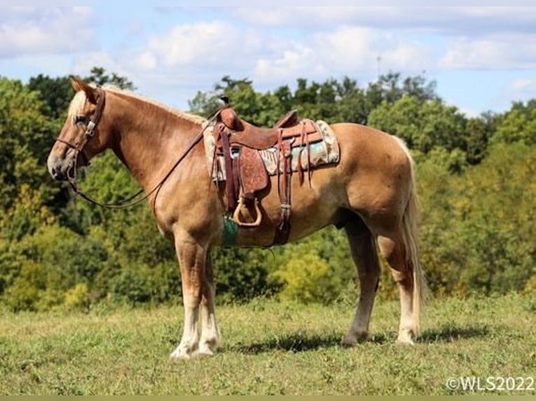 American Quarter Horse Wallach 10 Jahre 160 cm Rotfuchs in Brookesville KY