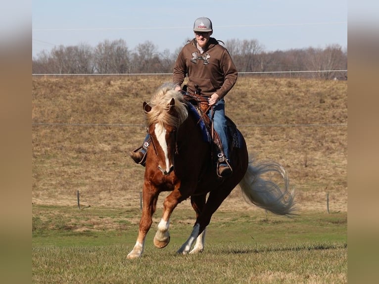American Quarter Horse Wallach 10 Jahre 160 cm Rotfuchs in Parkers Lake, KY