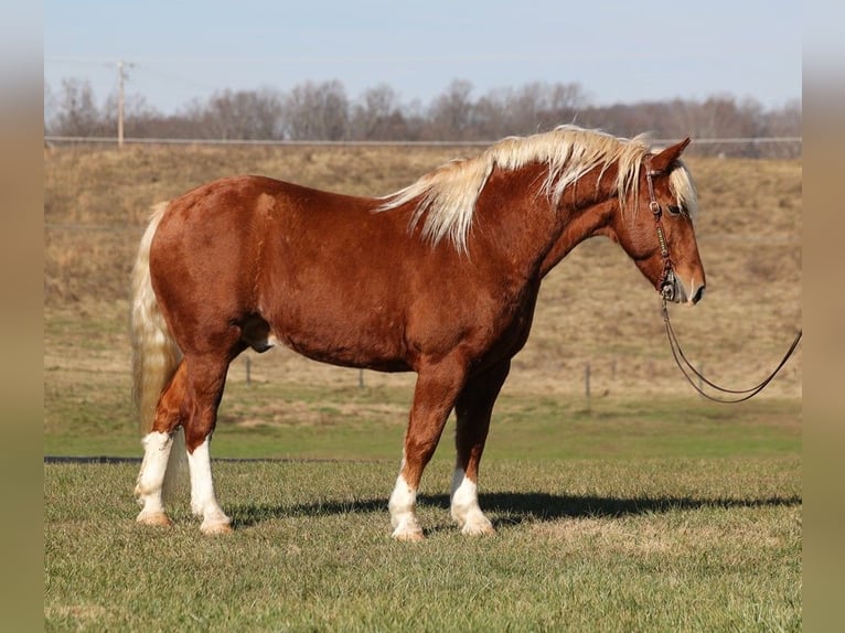 American Quarter Horse Wallach 10 Jahre 160 cm Rotfuchs in Parkers Lake, KY