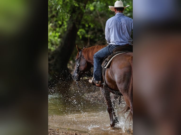 American Quarter Horse Wallach 10 Jahre 160 cm Rotfuchs in Troup, TX