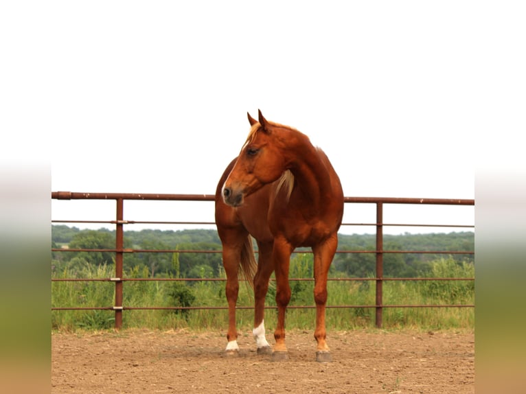 American Quarter Horse Mix Wallach 10 Jahre 160 cm Rotfuchs in Princeton, MO