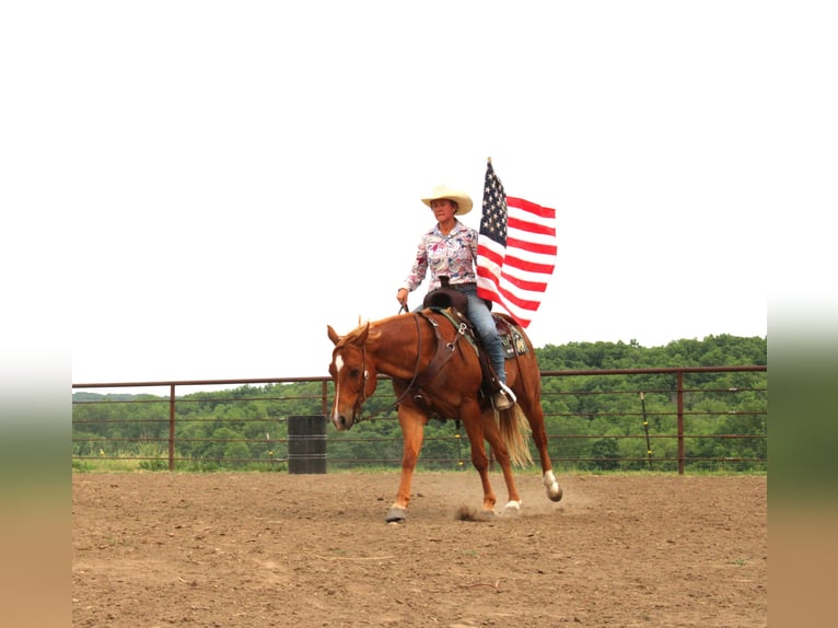 American Quarter Horse Mix Wallach 10 Jahre 160 cm Rotfuchs in Princeton, MO