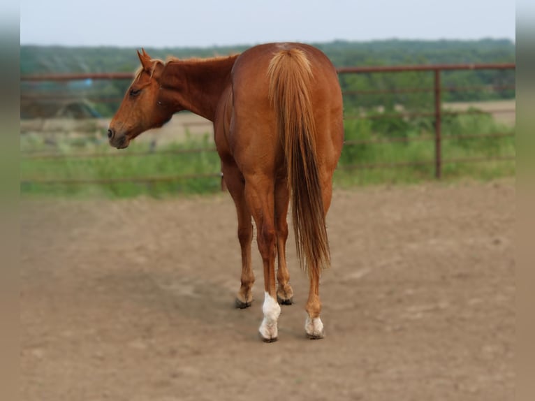 American Quarter Horse Mix Wallach 10 Jahre 160 cm Rotfuchs in Princeton, MO