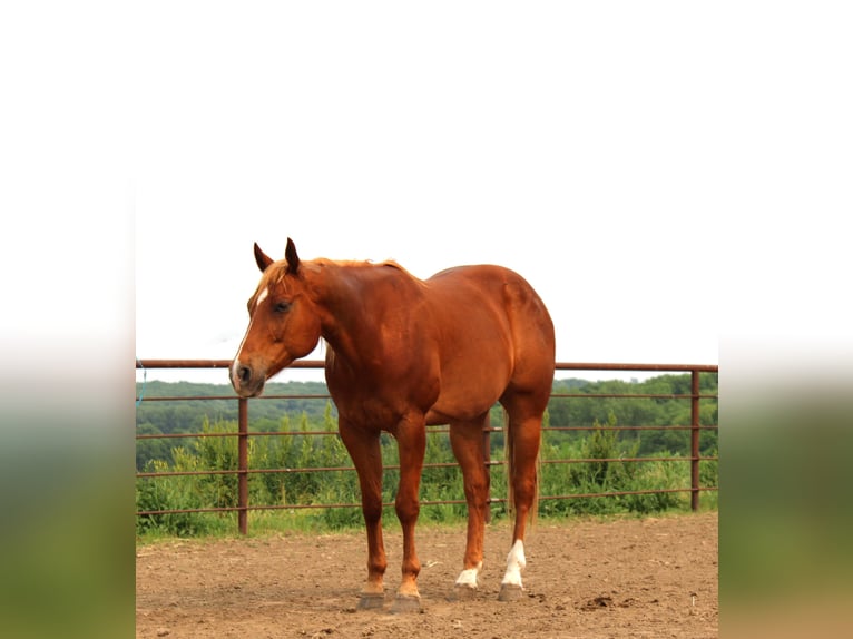 American Quarter Horse Mix Wallach 10 Jahre 160 cm Rotfuchs in Princeton, MO