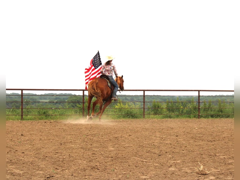 American Quarter Horse Mix Wallach 10 Jahre 160 cm Rotfuchs in Princeton, MO