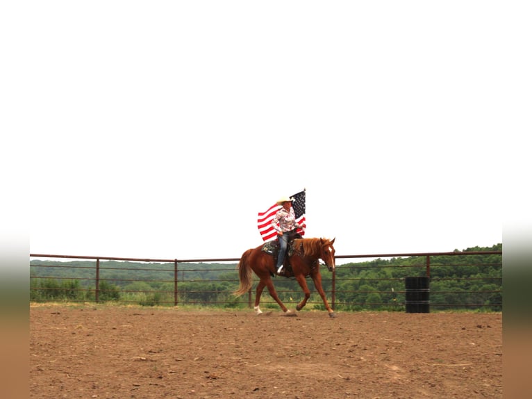 American Quarter Horse Mix Wallach 10 Jahre 160 cm Rotfuchs in Princeton, MO