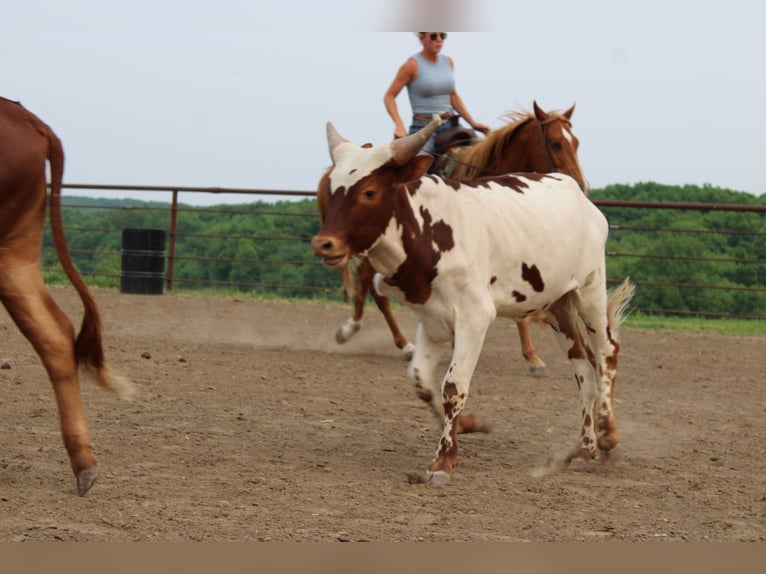 American Quarter Horse Mix Wallach 10 Jahre 160 cm Rotfuchs in Princeton, MO