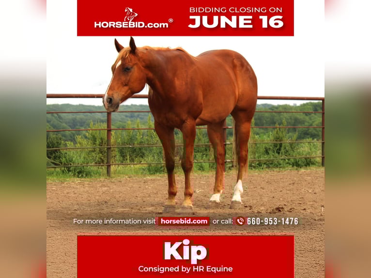 American Quarter Horse Mix Wallach 10 Jahre 160 cm Rotfuchs in Princeton, MO