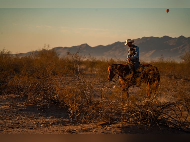 American Quarter Horse Wallach 10 Jahre 160 cm Rotfuchs in Wittmann, AZ