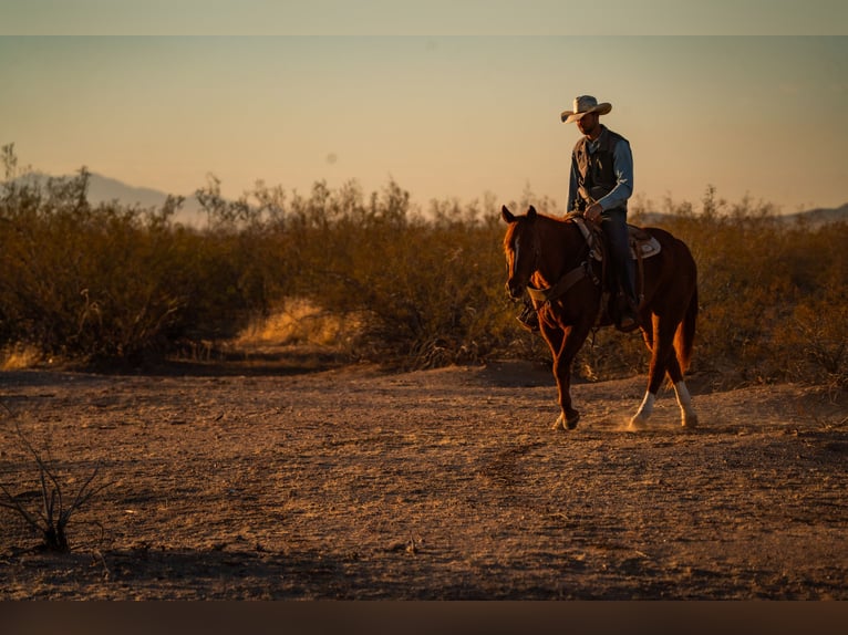 American Quarter Horse Wallach 10 Jahre 160 cm Rotfuchs in Wittmann, AZ