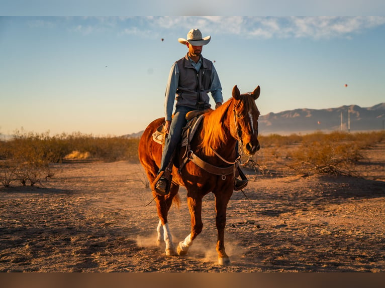 American Quarter Horse Wallach 10 Jahre 160 cm Rotfuchs in Wittmann, AZ