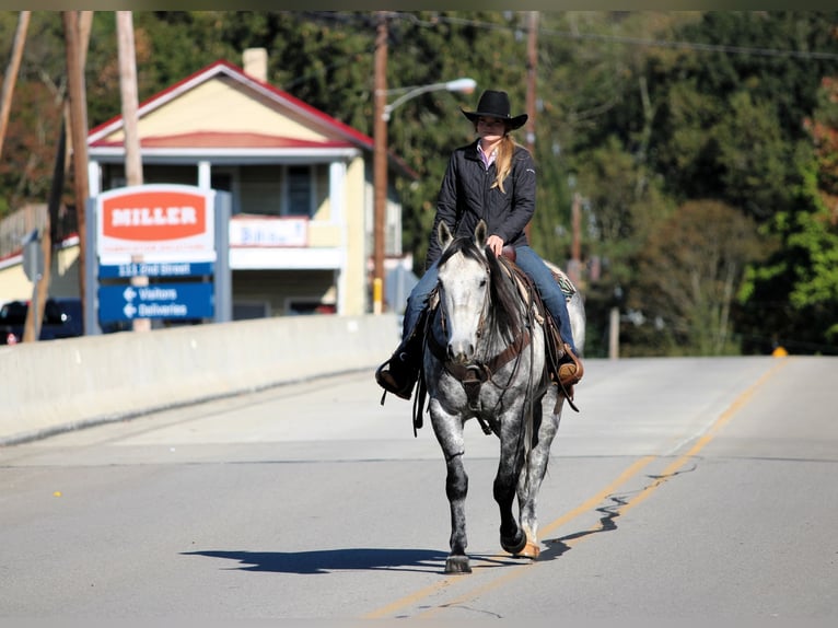 American Quarter Horse Wallach 10 Jahre 160 cm Schimmel in Clarion