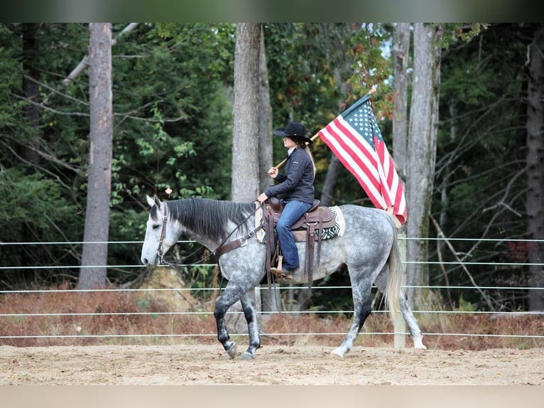 American Quarter Horse Wallach 10 Jahre 160 cm Schimmel in Clarion