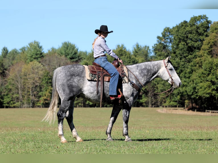 American Quarter Horse Wallach 10 Jahre 160 cm Schimmel in Clarion