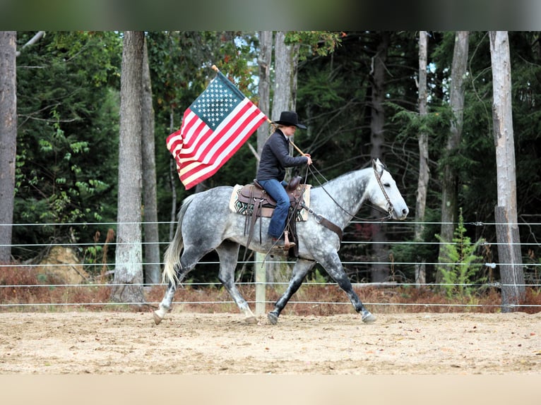 American Quarter Horse Wallach 10 Jahre 160 cm Schimmel in Clarion