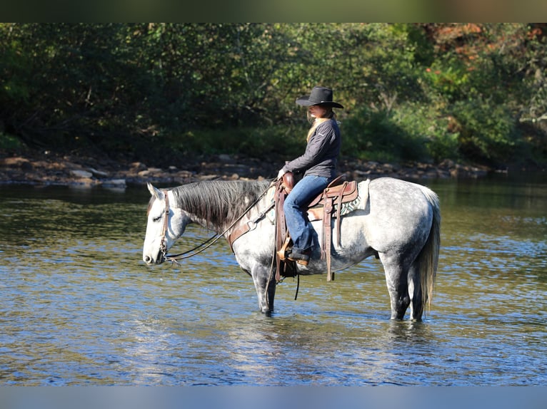 American Quarter Horse Wallach 10 Jahre 160 cm Schimmel in Clarion