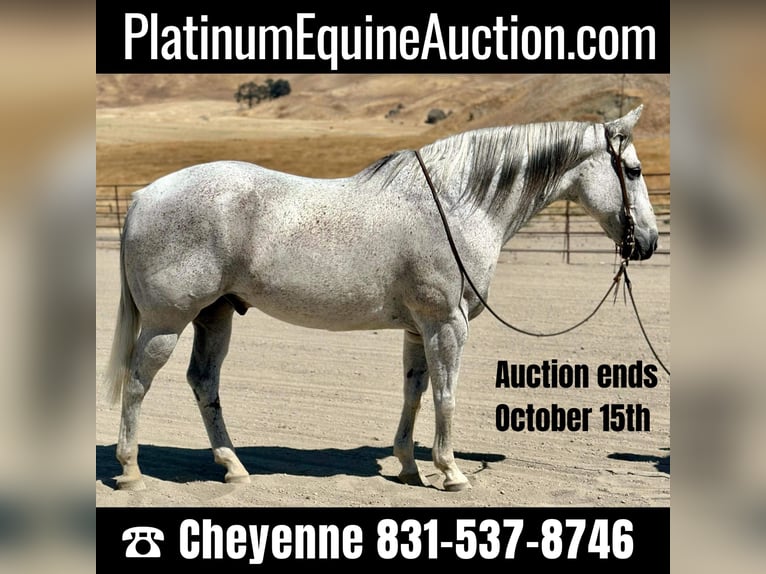 American Quarter Horse Wallach 10 Jahre 160 cm Schimmel in BITTERWATER, CA