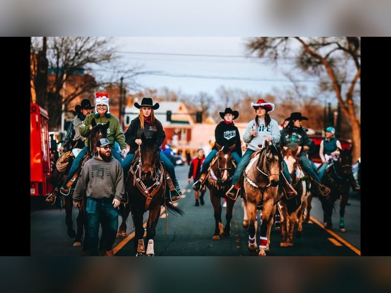 American Quarter Horse Wallach 10 Jahre 163 cm Buckskin in Fort Collins CO