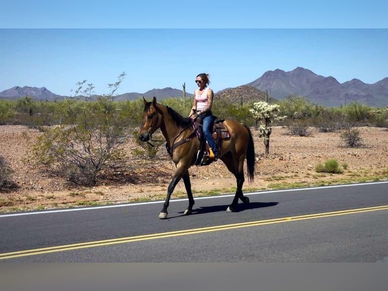 American Quarter Horse Wallach 10 Jahre 163 cm Buckskin in Marana AZ