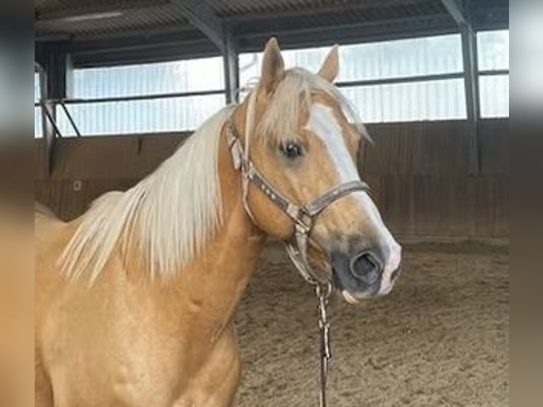 American Quarter Horse Wallach 10 Jahre 163 cm Champagne in Bensheim