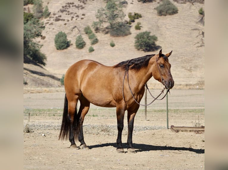 American Quarter Horse Wallach 10 Jahre 163 cm Falbe in Paicines CA