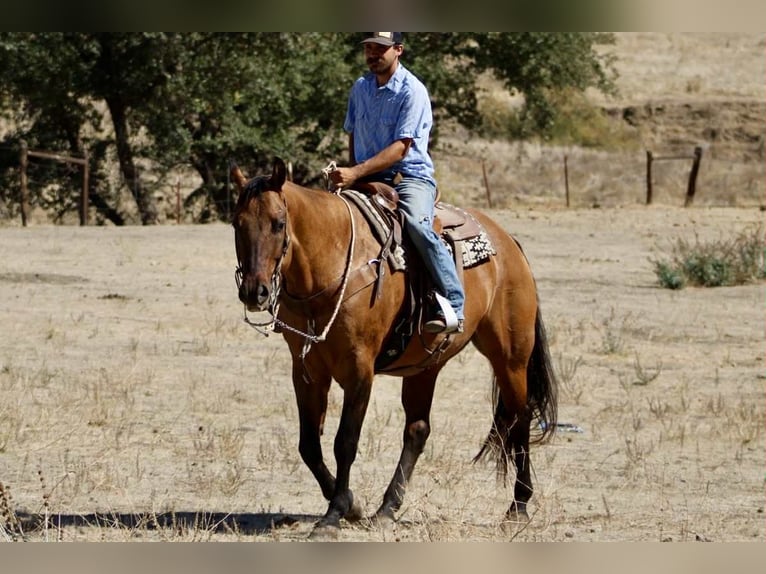 American Quarter Horse Wallach 10 Jahre 163 cm Falbe in Paicines CA