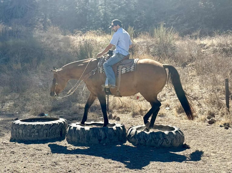 American Quarter Horse Wallach 10 Jahre 163 cm Falbe in Paicines CA