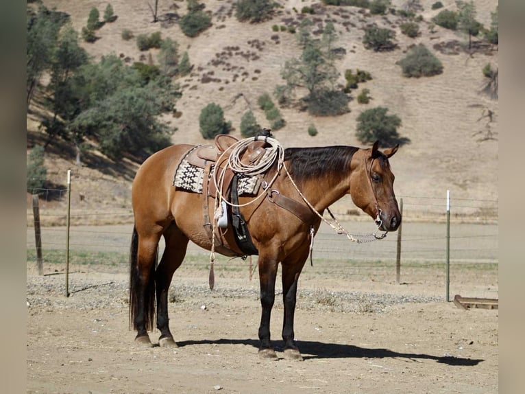 American Quarter Horse Wallach 10 Jahre 163 cm Falbe in Paicines CA