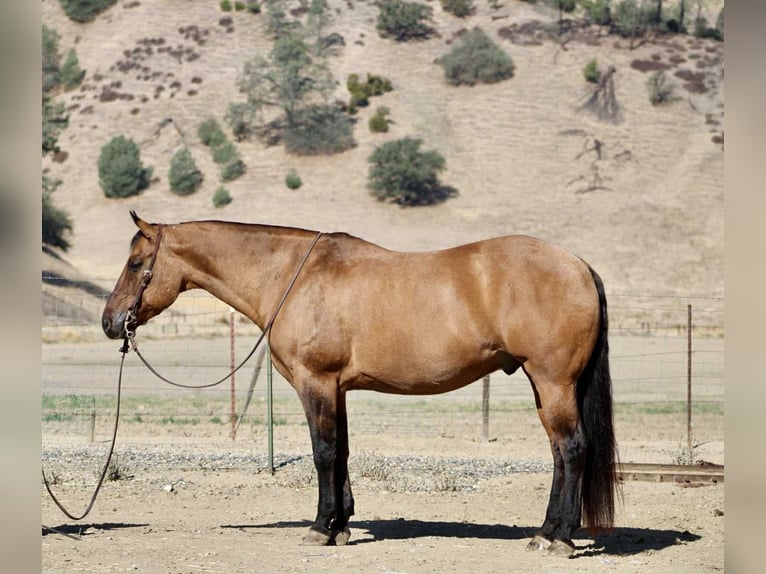 American Quarter Horse Wallach 10 Jahre 163 cm Falbe in Paicines CA