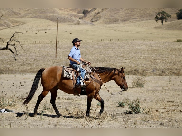 American Quarter Horse Wallach 10 Jahre 163 cm Falbe in Paicines CA