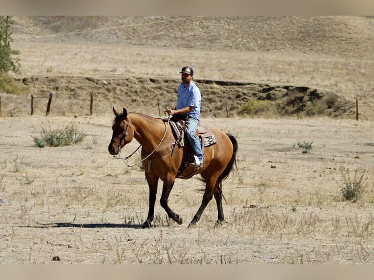 American Quarter Horse Wallach 10 Jahre 163 cm Falbe in Paicines CA
