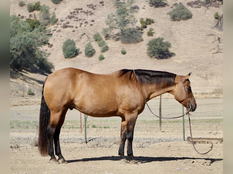 American Quarter Horse Wallach 10 Jahre 163 cm Falbe in Paicines CA