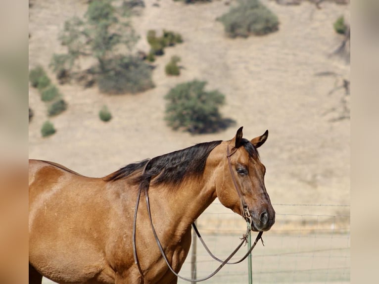 American Quarter Horse Wallach 10 Jahre 163 cm Falbe in Paicines CA