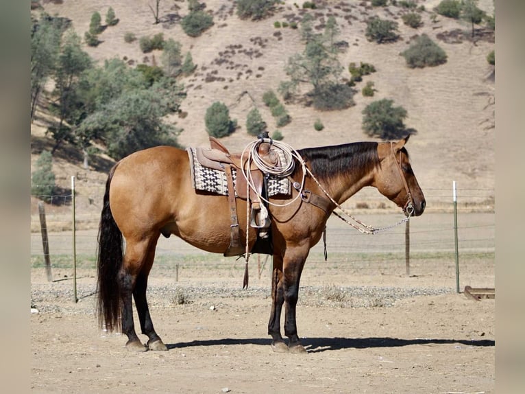 American Quarter Horse Wallach 10 Jahre 163 cm Falbe in Paicines CA