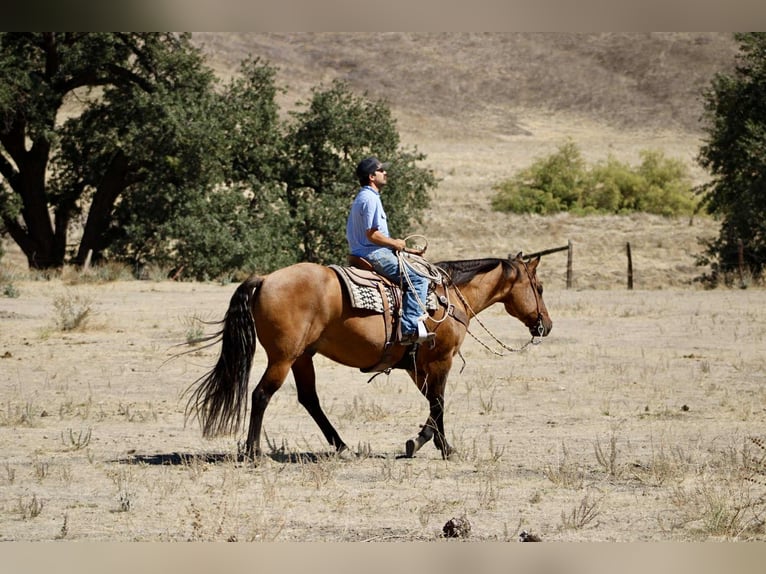 American Quarter Horse Wallach 10 Jahre 163 cm Falbe in Paicines CA