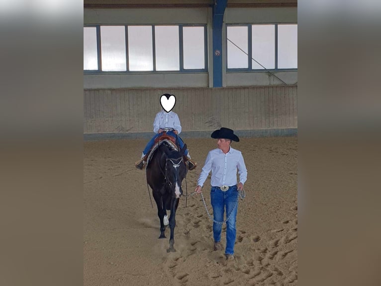 American Quarter Horse Wallach 10 Jahre 163 cm Rappe in Lorsch