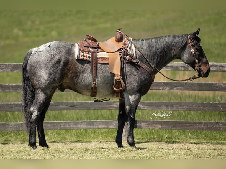 American Quarter Horse Wallach 10 Jahre 163 cm Roan-Bay in Madisonville, KY