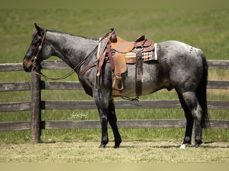 American Quarter Horse Wallach 10 Jahre 163 cm Roan-Bay in Madisonville, KY