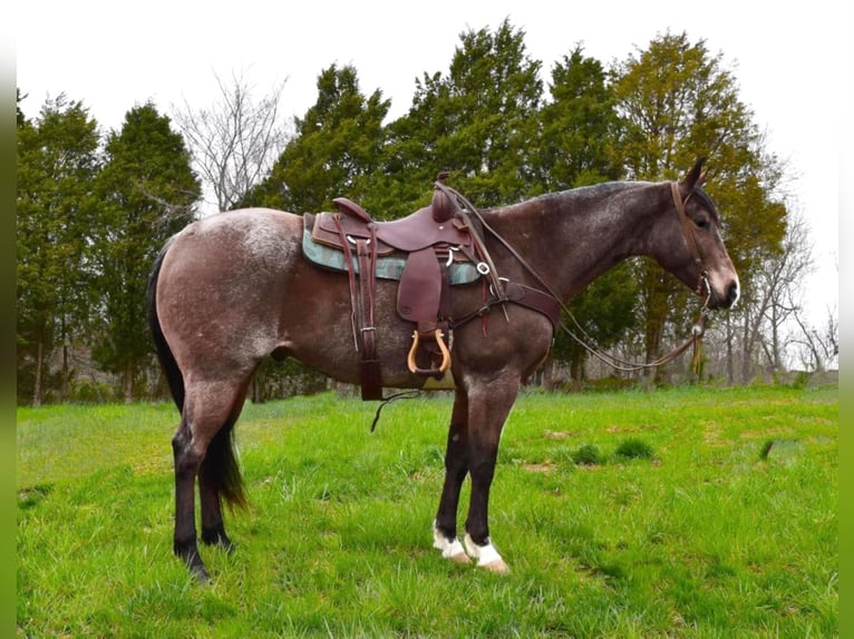 American Quarter Horse Wallach 10 Jahre 163 cm Roan-Bay in Greenville KY