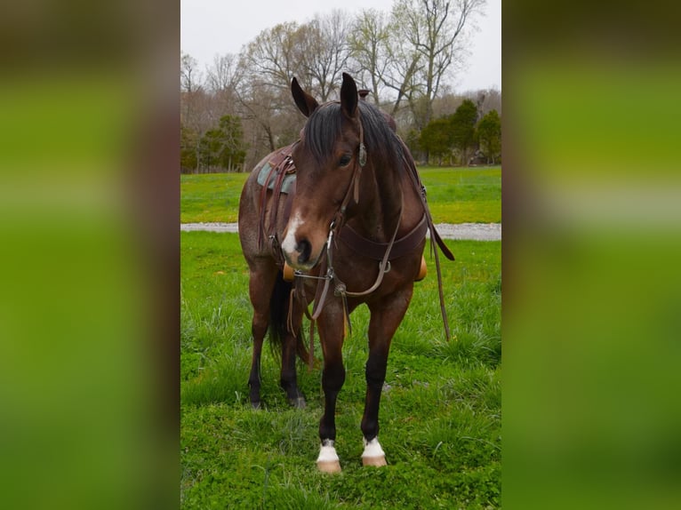 American Quarter Horse Wallach 10 Jahre 163 cm Roan-Bay in Greenville KY