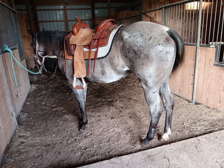 American Quarter Horse Wallach 10 Jahre 163 cm Roan-Blue in Fordland