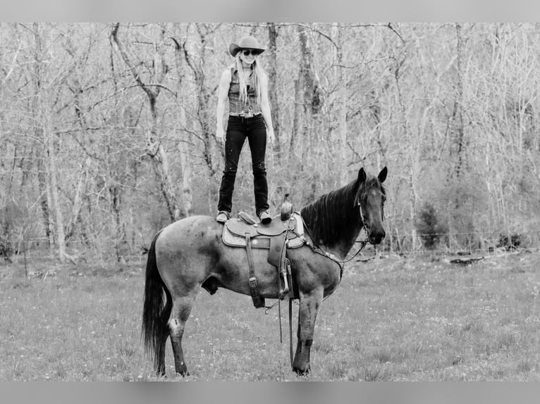 American Quarter Horse Wallach 10 Jahre 163 cm Roan-Blue in Tilton, KY