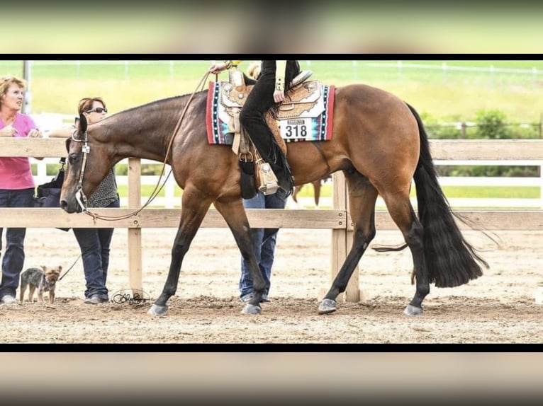 American Quarter Horse Wallach 10 Jahre 163 cm Rotbrauner in Athens
