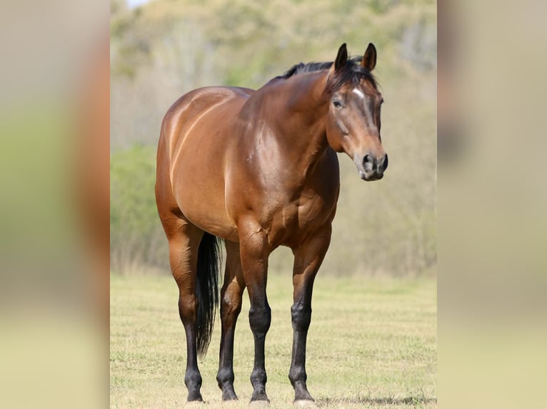 American Quarter Horse Wallach 10 Jahre 163 cm Rotbrauner in Athens