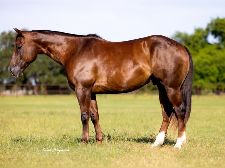 American Quarter Horse Wallach 10 Jahre 163 cm Rotfuchs in Weatherford, TX