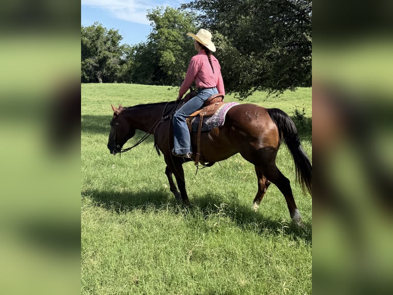 American Quarter Horse Wallach 10 Jahre 163 cm Rotfuchs in Weatherford, TX