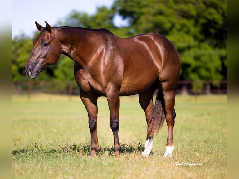 American Quarter Horse Wallach 10 Jahre 163 cm Rotfuchs in Weatherford, TX