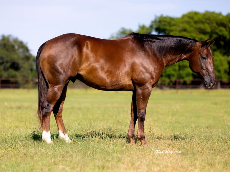 American Quarter Horse Wallach 10 Jahre 163 cm Rotfuchs in Weatherford, TX